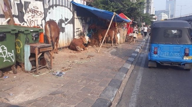 Fatwa Terbaru MUI! Daging Kurban Boleh Dibagikan dalam Bentuk Rendang