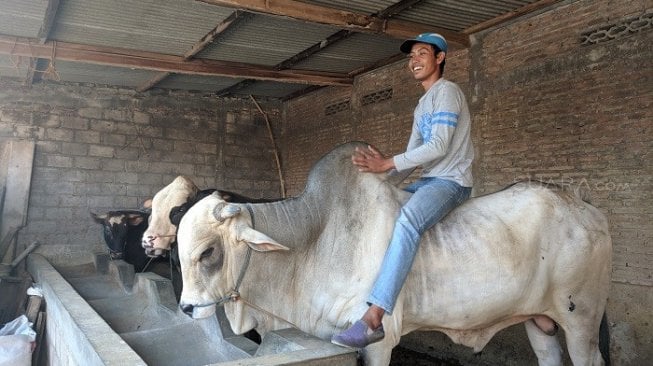 Andi Saputro, pemilik peternakan sapi Lembu Suro 05. (Suara.com/Ari Purnomo).