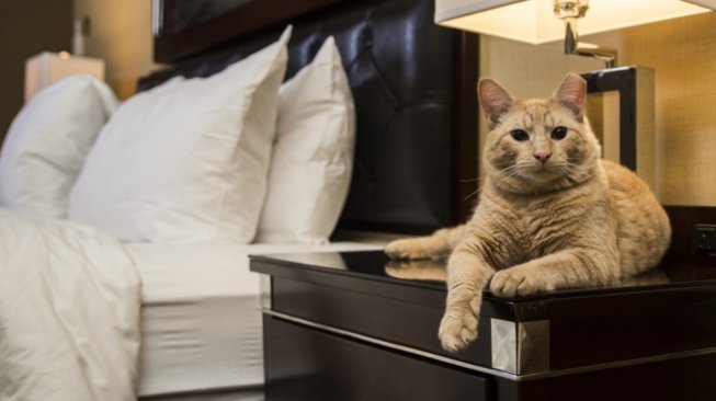 Destinasi Wisata Untuk Pecinta Kucing (algonquinhotel.com)