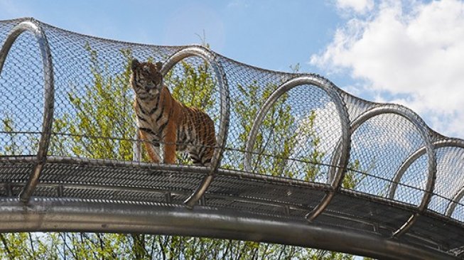 Destinasi Wisata Untuk Pecinta Kucing (philadelphiazoo.org)