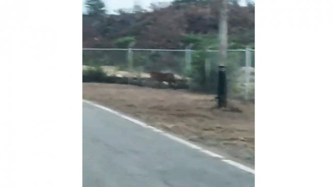 Viral Harimau Sumatera Terjebak di Area Chevron, BKSDA Riau Kerahkan Tim
