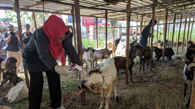 Dispertan Solo Kerahkan Tim Kesehatan ke Sejumlah Pusat Penjualan Hewan