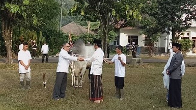 Usai Salat Idul Adha, Presiden Joko Widodo (Jokowi) menyerahkan sapi kurban Sumbawa Ongole kepada pihak Kebun Raya Bogor untuk disembelih, Minggu (11/8/2019). (Suara.com/Rambiga)