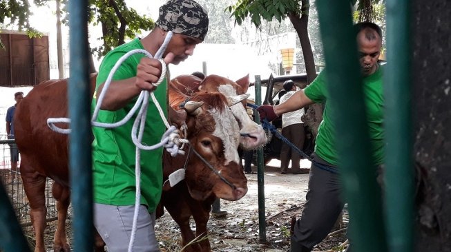 Sapi Limosin Jokowi ditarik untuk disembelih.