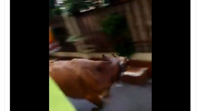 Bak Festival Lari Banteng, Sapi Ini Kabur Lewati Perumahan Warga. (Twitter/KetidakpastiHan)