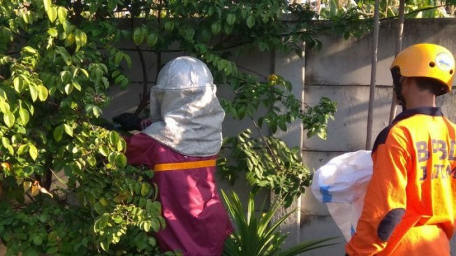 Sering Menyengat Warga Jombang, Sarang Tawon Vespa Aspinis Dievakuasi BPBD