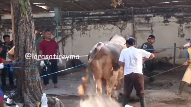 Sapi raksasa kurban Presiden Jokowi ngamuk. (Instagram/@larasatireyma)