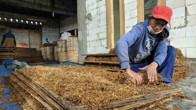 Pakar Ekonomi: Sudah Saatnya Pemerintah Kembalikan Uang Cukai Pada Petani Tembakau