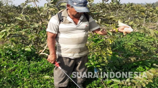 Diserang Tikus dan Lalat Buah, Petani Jambu Kristal di Banyuwangi Menjerit