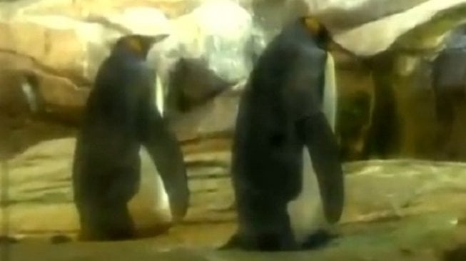 Sepasang Penguin Gay Adopsi Telur, Sempat Mencoba Menetaskan Batu