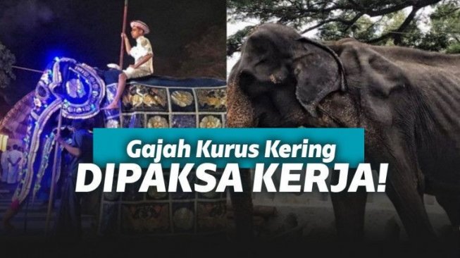 Seekor Gajah di Pekerjakan Dalam Festival Keagamaan Dengan Tubuh Kurus