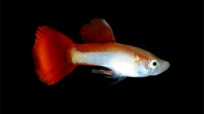 Guppy Indonesian Flag hadir memeriahkan HUT RI Ke-74. (Foto: Dok. Swasti Farm)