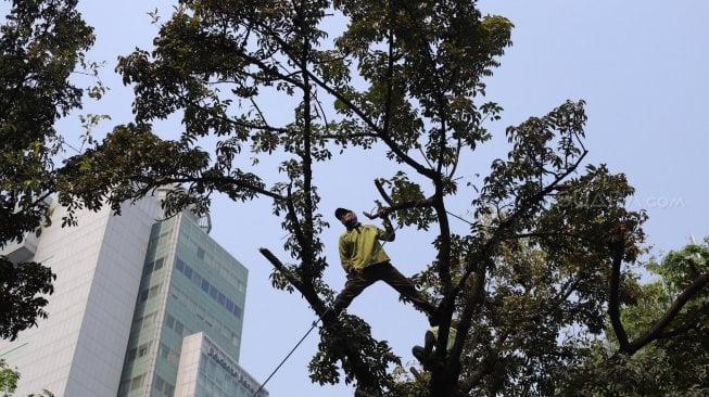 Petugas Dinas Kehutanan DKI Jakarta melakukan pemangkasan pohon di kawasan Menteng, Jakarta, Jumat (23/8). [Suara.com/Arya Manggala]
