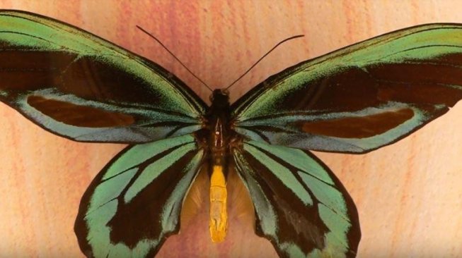 Kupu-kupu terbesar di dunia dari Papua Niugini [YouTube: An Encylopedia].