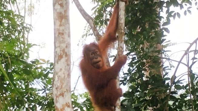 Valentino, orangutan sumatera (Pongo abelii) yang ganteng dan sangat fotogenik, di Taman Nasional Gunung Leuser [Suara.com/ukirsari].