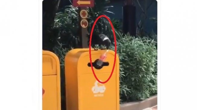 Mantul! Burung Gagak Ini Buang Botol Plastik ke Tempat Sampah