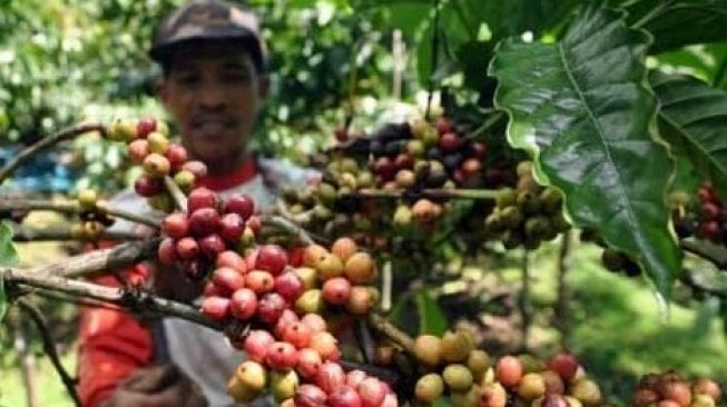 Kopi dari Jawa Timur Diminati Pasar Eropa, Belanda, dan India