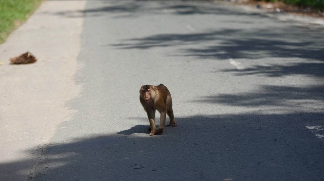 Monyet liar melintasi tengah jalan di Kecamatan Samboja, Kutai Kartanegara, Kalimantan Timur, Rabu (28/8).