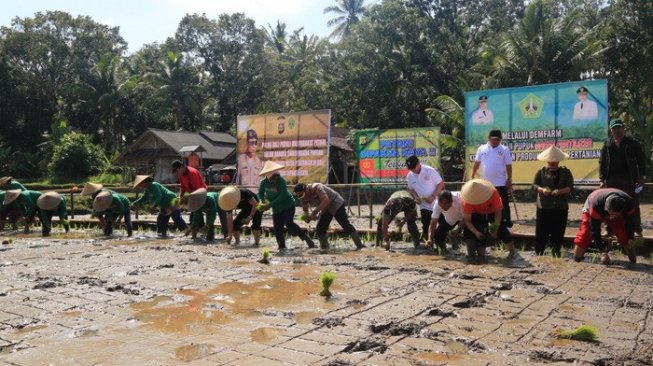 Bupati Tabanan Ramai-ramai Bersama Petani dan Pejabat Tanam Padi