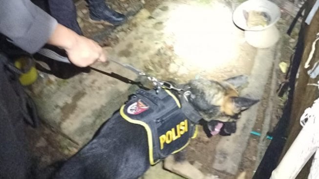 Kabur ke Hutan, Bau Pembunuh Gadis Badui Terendus Anjing Pelacak