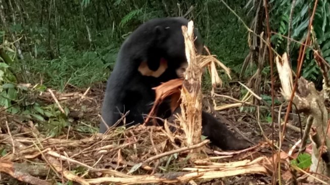 Beruang Madu Muncul di Kawasan Kelok 44 , Warga Diminta Waspada