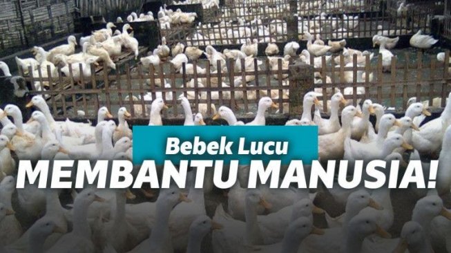 Lucu! Bebek ini Bantu Ambilkan Sandal Bocah Yang Jatuh Ke Pinggir Jurang!