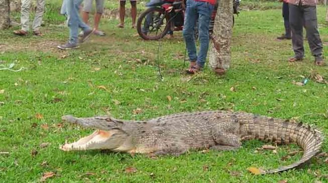 Kronologi Nelayan Tewas Diterkam Buaya hingga Jasad Tak Utuh di Banyuasin