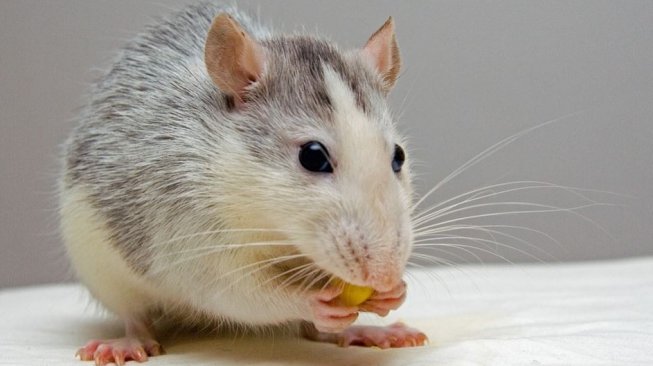 Viral, Tikus Masuk Penggorengan Kentang, Restoran Cepat Saji Texas Ditutup