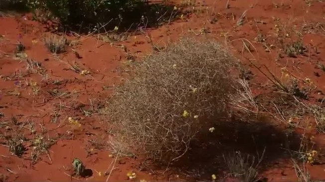 Gulma Raksasa Ini Jadi Teror Mengerikan, Kok Bisa?