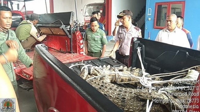 BKSDA Riau evakuasi buaya muara yang muncul di pekarangan warga di Kabupaten Siak. (Dok. BKSDA Riau / via Riauonline.co.id)