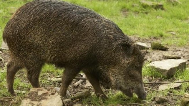 Babi Hutan Indonesia Seberangi Laut Serbu Malaysia