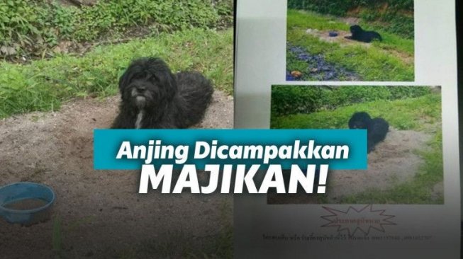 Dibuang di Pinggir Jalan, Anjing ini Tetap Setia Menunggu Majikannya!