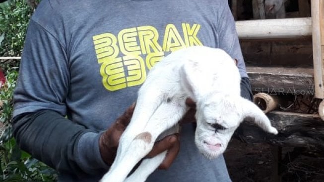 Warga Desa Cibeuteng Udik, Kecamatan Ciseeng, Kabupaten Bogor, Jawa Barat digegerkan dengan lahirnya kambing dengan mata menyatu. (Suara.com/Rambiga)