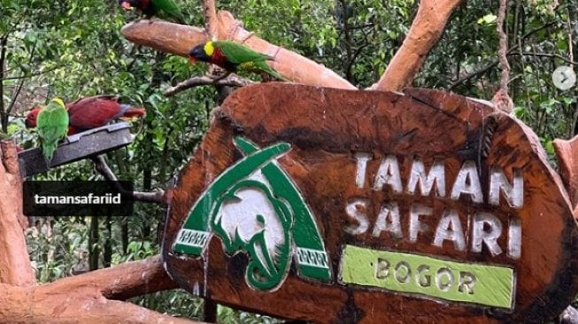 Hore! Bupati Ade Yasin Izinkan Wisata Taman Safari Puncak Bogor Beroperasi