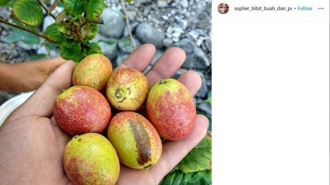 Manfaat buah matoa (Instagram/@suplier_bibit_buah_dan_pupuk)