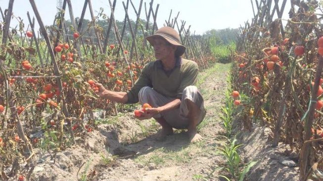 Harga Anjlok, Petani Blitar Biarkan Tomat Mengering di Sawah