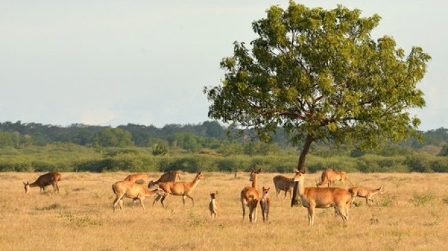 Taman Nasional Baluran. (Shutterstock)