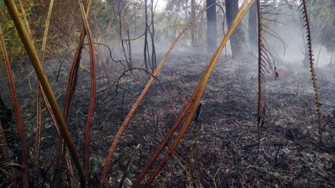 Kebakaran Hutan di Lereng Timur Gunung Slamet Dipastikan Padam