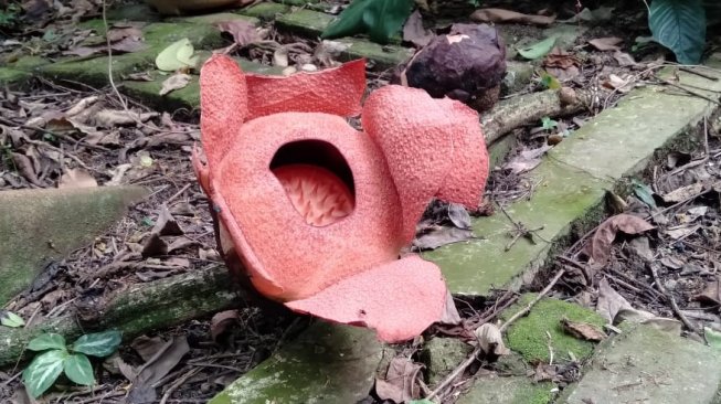  Bunga  Langka Rafflesia  Patma Mekar di  Kebun  Raya  Bogor 