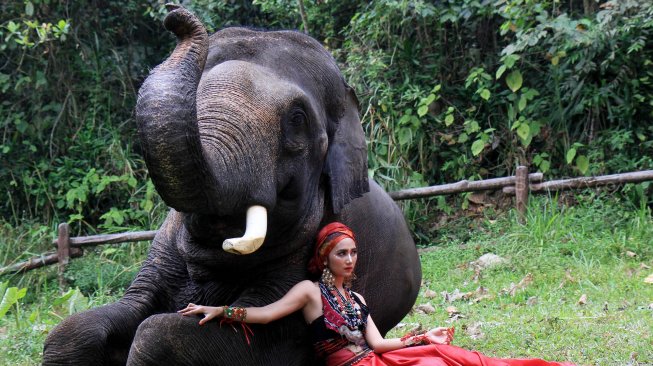 Model berpose dengan gajah Sumatera saat lomba foto satwa 2019 di Taman Safari Indonesia, Cisarua, Kabupaten Bogor, Jawa Barat, Sabtu (14/9). [Suara.com/Oke Atmaja]