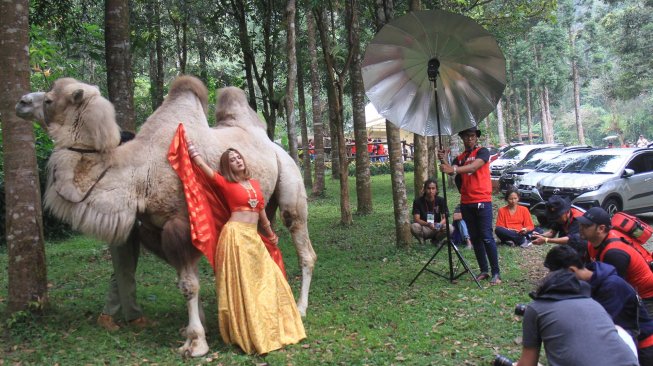 Sejumlah peserta memotret model dan onta saat lomba foto satwa 2019 di Taman Safari Indonesia, Cisarua, Kabupaten Bogor, Jawa Barat, Sabtu (14/9). [Suara.com/Oke Atmaja]