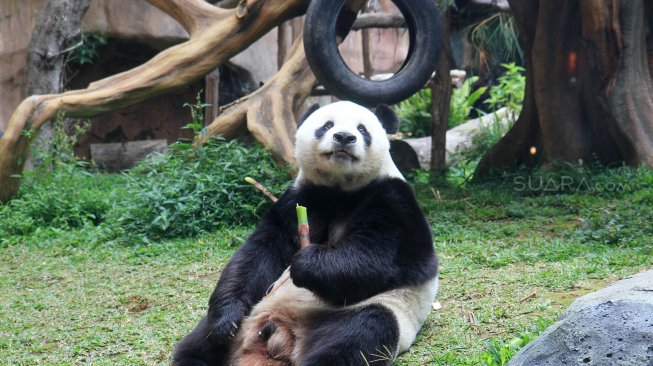 Seekor panda (Ailuropada melanoleuca) asal China di Istana Panda Indonesia, Taman Safari Indonesia Bogor, Jawa Barat, Sabtu (14/9). [Suara.com/Oke Atmaja]