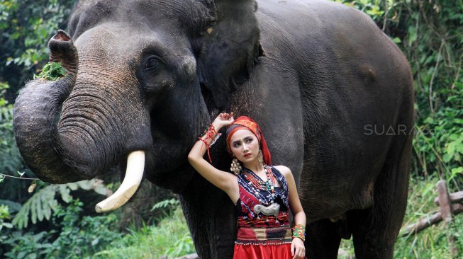 Model berpose dengan gajah Sumatera saat lomba foto satwa 2019 di Taman Safari Indonesia, Cisarua, Kabupaten Bogor, Jawa Barat, Sabtu (14/9). [Suara.com/Oke Atmaja]