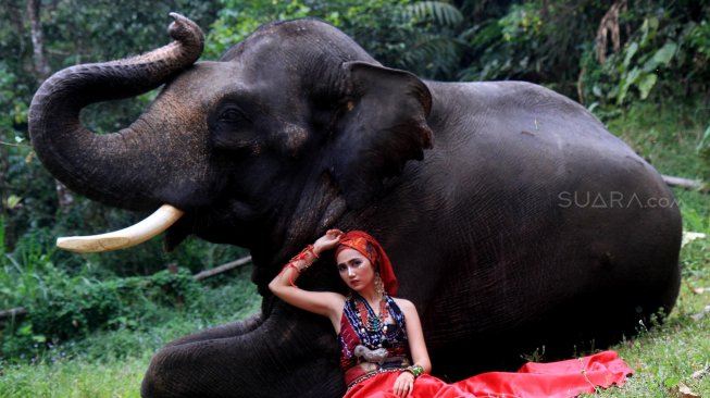 Model berpose dengan gajah Sumatera saat lomba foto satwa 2019 di Taman Safari Indonesia, Cisarua, Kabupaten Bogor, Jawa Barat, Sabtu (14/9). [Suara.com/Oke Atmaja]