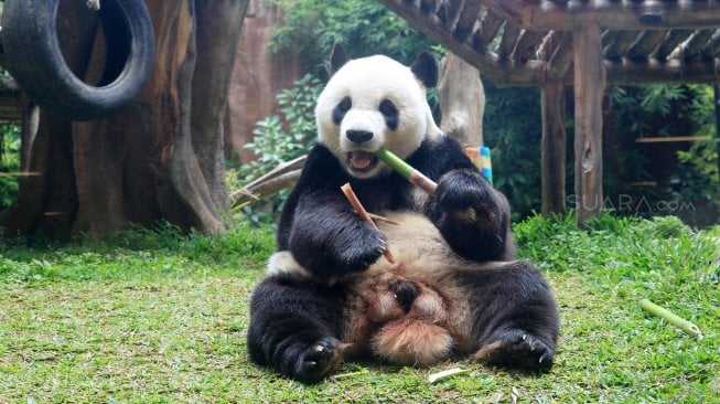 Seekor panda (Ailuropada melanoleuca) asal China di Istana Panda Indonesia, Taman Safari Indonesia Bogor, Jawa Barat, Sabtu (14/9). [Suara.com/Oke Atmaja]