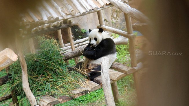 Seekor panda (Ailuropada melanoleuca) asal China di Istana Panda Indonesia, Taman Safari Indonesia Bogor, Jawa Barat, Sabtu (14/9). [Suara.com/Oke Atmaja]