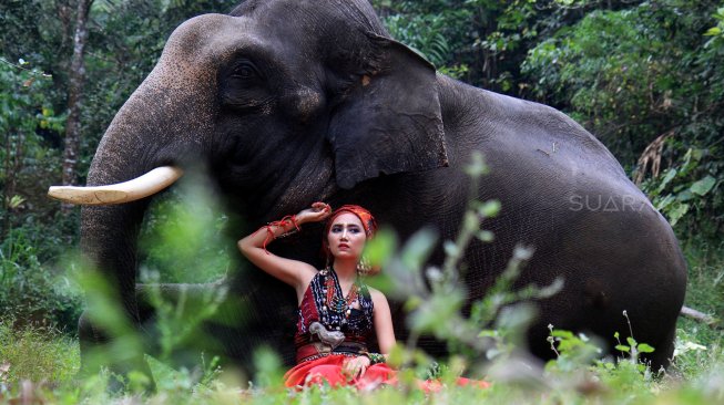 Model berpose dengan gajah Sumatera saat lomba foto satwa 2019 di Taman Safari Indonesia, Cisarua, Kabupaten Bogor, Jawa Barat, Sabtu (14/9). [Suara.com/Oke Atmaja]