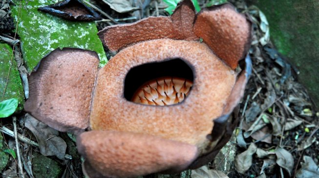 Bunga langka Rafflesia Patma mekar di Kebun Raya Bogor, Jawa Barat, Senin (16/9). [ANTARA FOTO/Arif Firmansyah]