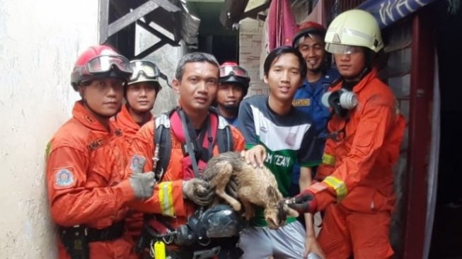 Tercebur Sumur, Lala Si Kucing Kampung Selamat Ditolong Petugas Damkar
- proses kejadian kucing