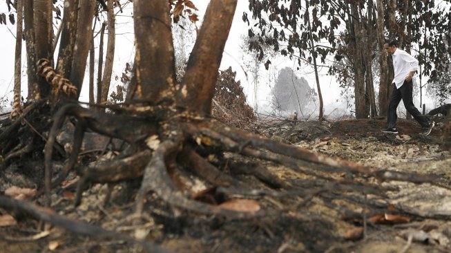 Presiden Joko Widodo meninjau penanganan kebakaran hutan dan lahan di Desa Merbau, Kecamatan Bunut, Pelalawan, Riau, Selasa (17/9).  [ANTARA FOTO/Puspa Perwitasari]